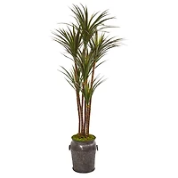 6ft. Yucca Tree in Decorative Planter