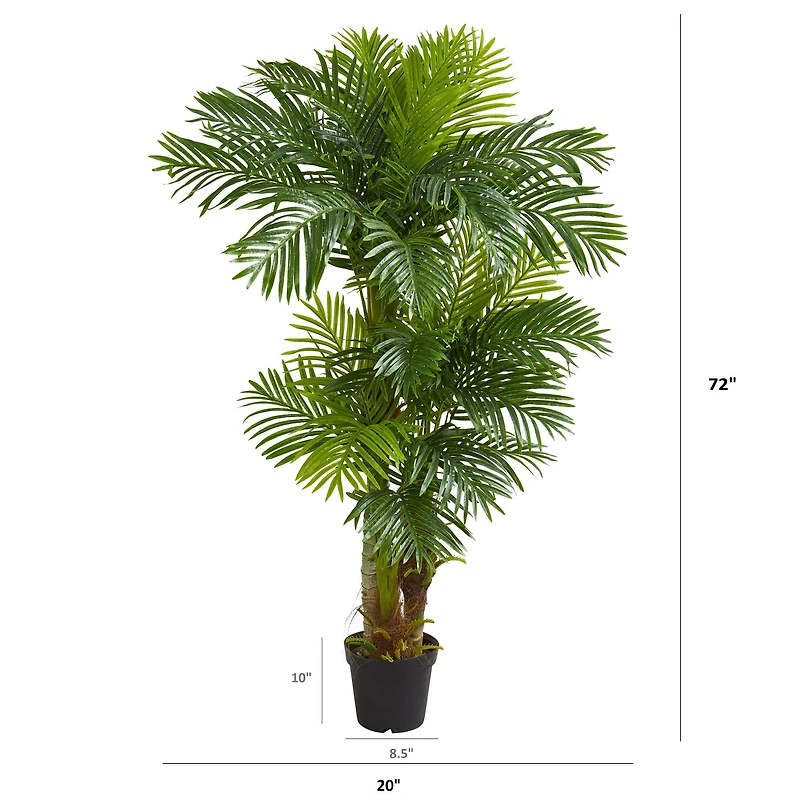 6ft. Potted Hawaii Palm