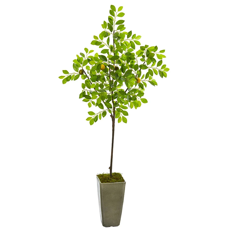 6ft. Lemon Tree in Olive Green Planter