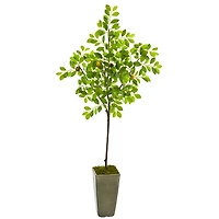 6ft. Lemon Tree in Olive Green Planter