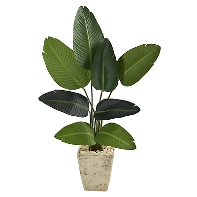 4ft. Travelers Palm Tree in Country White Planter