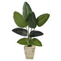 4ft. Travelers Palm Tree in Country White Planter