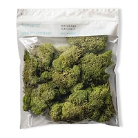 12 Pack: Spring Green Reindeer Moss by Ashland®