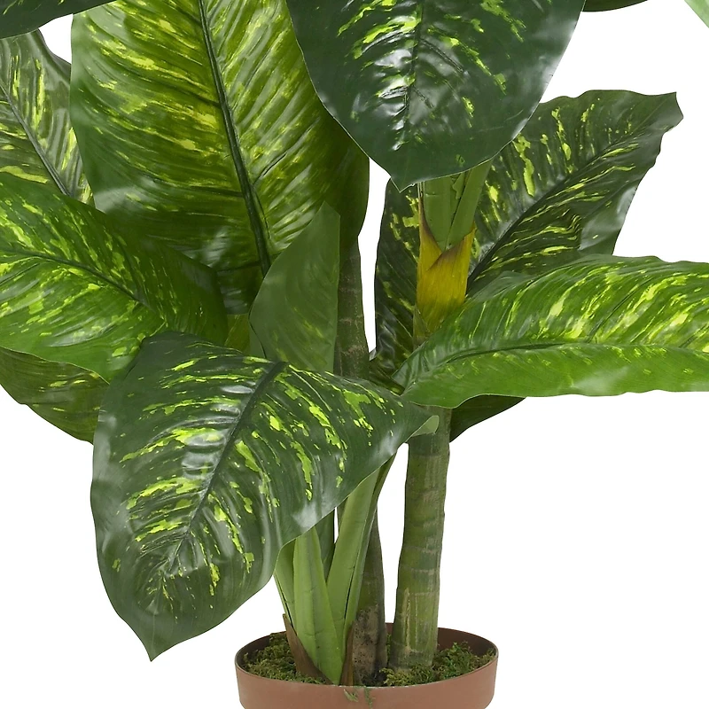 5ft. Potted Dumb Cane Plant