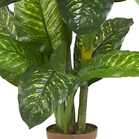 5ft. Potted Dumb Cane Plant