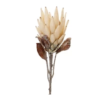 29.25" Red Protea Flower Stems