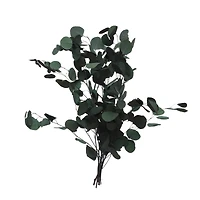 24" Dark Green Silver Dollar Eucalyptus by Ashland®