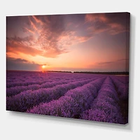 Designart - Sunrise & Dramatic Clouds Over Lavender Field XII