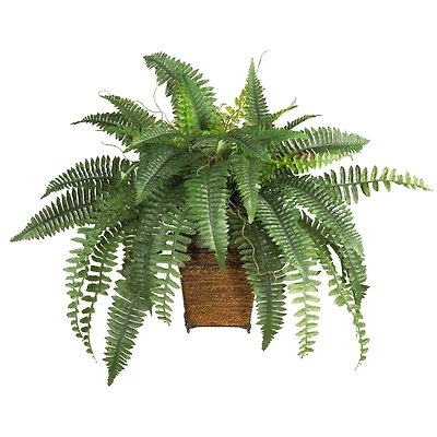23" Boston Fern with Wicker Basket Planter