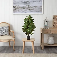 2.6ft. Potted Fig Tree with Fruit