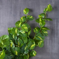 Hanging Philo Bush by Ashland®