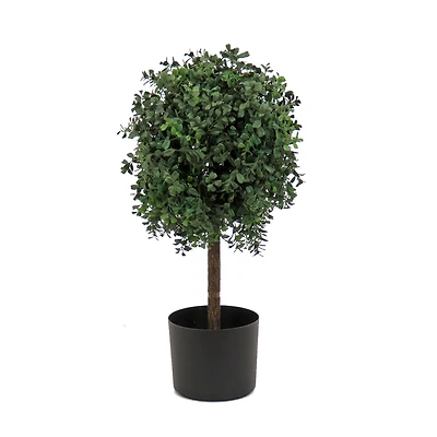 2ft. Boxwood Single Ball Topiary in Nursery Pot