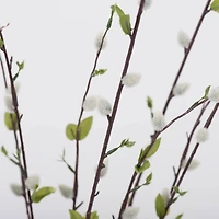 Gray Willow Bush