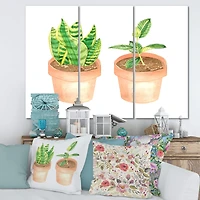 Designart - Sansevieria & Ficus Indoor Green Home House Plants
