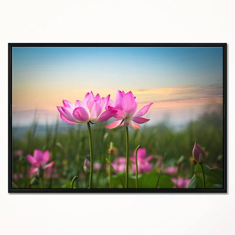 Designart - Blooming Lotus Flowers at Sunset