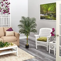 5ft. Potted Golden Cane Palm Tree