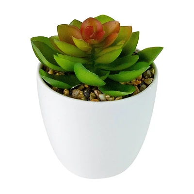 4" Green Succulent in White Pot