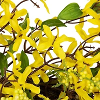 24" Yellow Forsythia & Berry Floral Spring Wreath