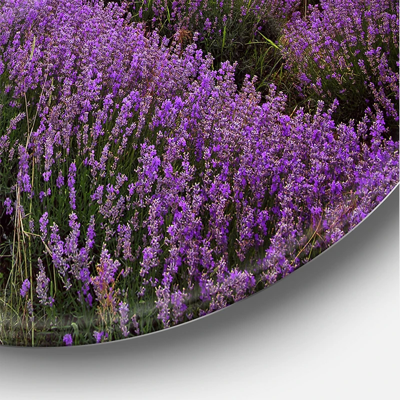 Designart - Lavender Field At Dawn I