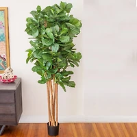 7ft. Potted Fiddle Leaf Fig Tree