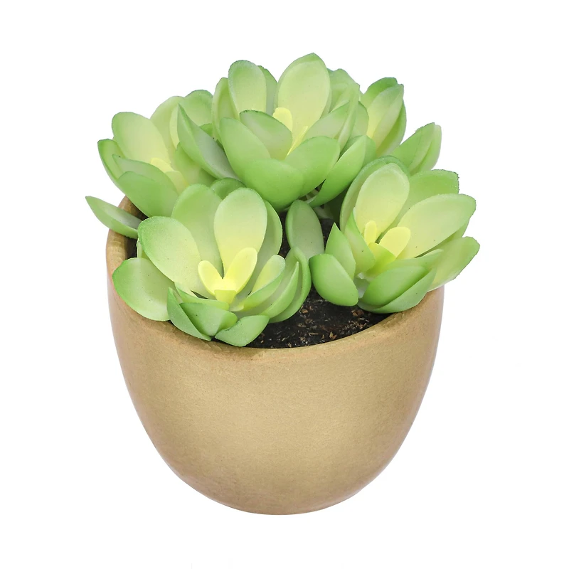 4" Succulent in Crackle Pot by Ashland®