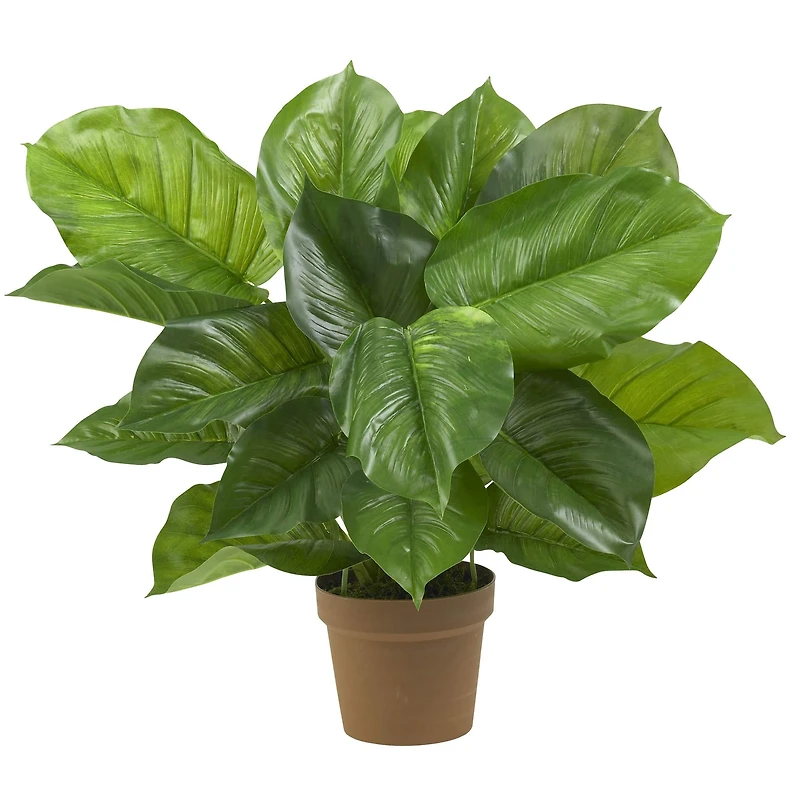2.25ft. Potted Large Leaf Philodendron Plant