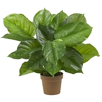 2.25ft. Potted Large Leaf Philodendron Plant