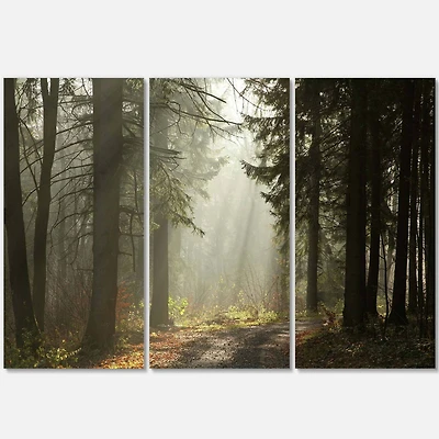 Designart - Dark Green Forest with Sun Rays