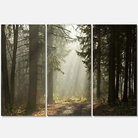 Designart - Dark Green Forest with Sun Rays
