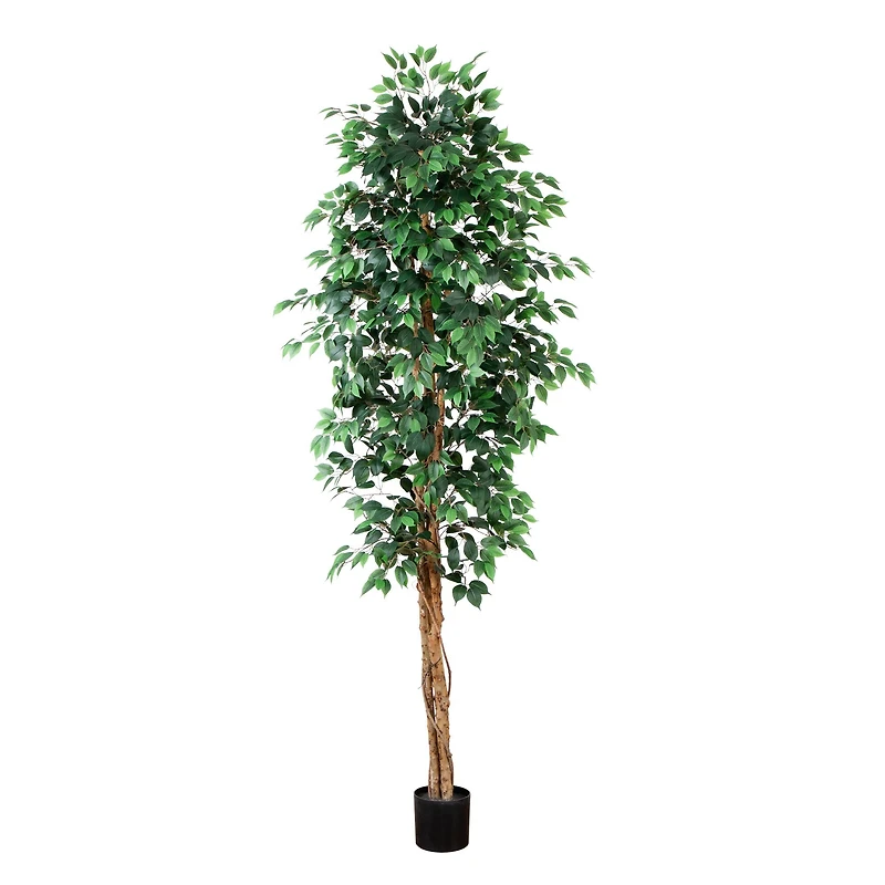 9ft. Potted Ficus Tree