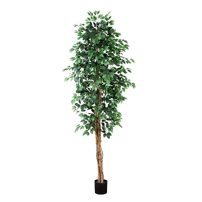 9ft. Potted Ficus Tree