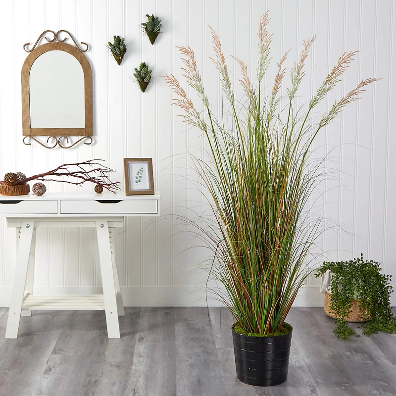 6ft. Grass Plant in Black Tin Planter
