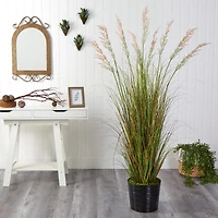 6ft. Grass Plant in Black Tin Planter