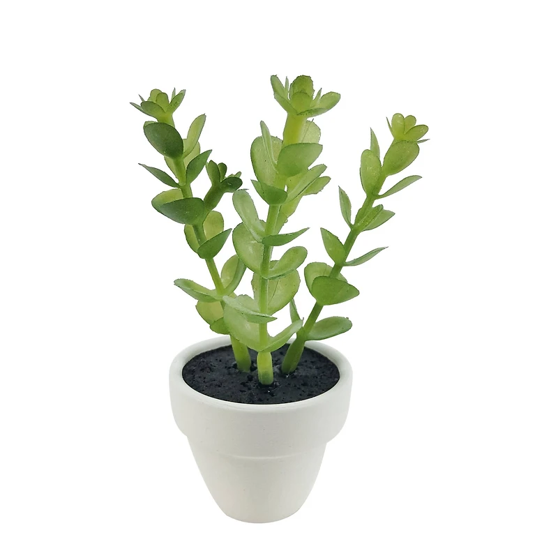 Assorted Micro Premade Succulent, 1pc. by Ashland®