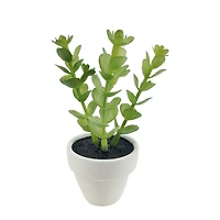 Assorted Micro Premade Succulent, 1pc. by Ashland®
