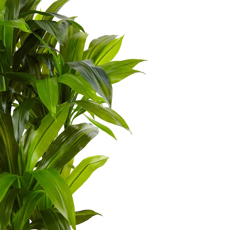 4.5ft. Cornstalk Dracaena in Wooden Planter