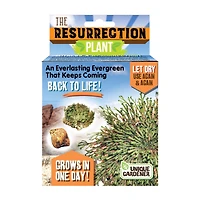 The Resurrection Plant