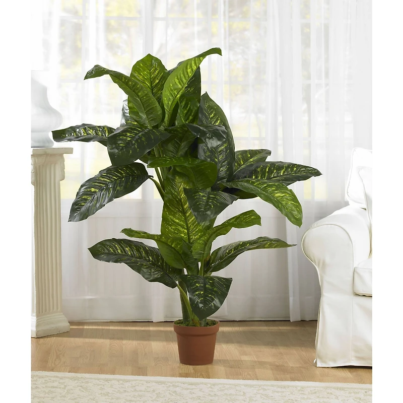 5ft. Potted Dumb Cane Plant