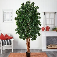 7.5ft. Potted Lychee Silk Tree