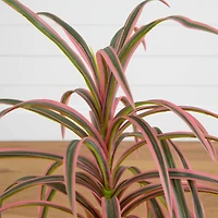 2ft. Potted Dracaena Marginata Plant
