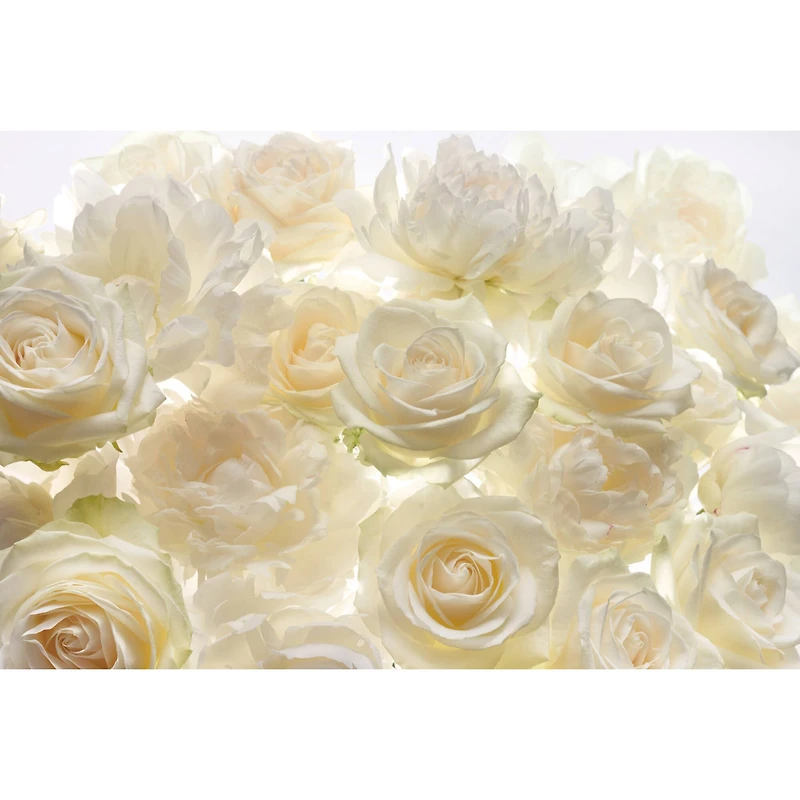 Komar Ivory Rose Wall Mural