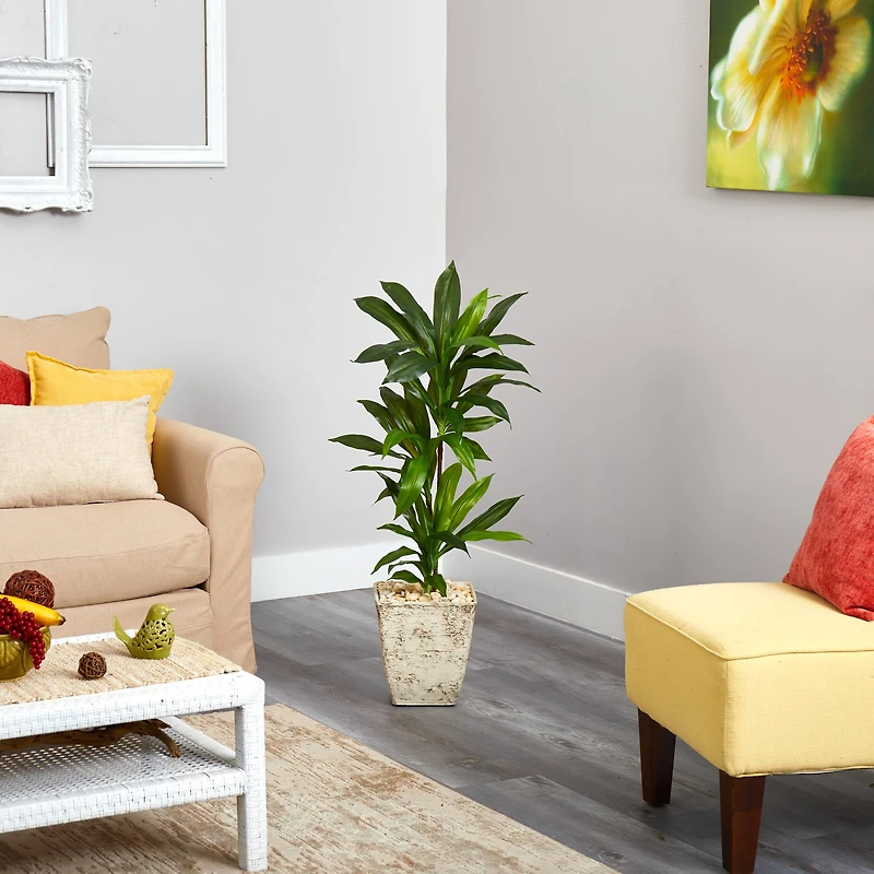 3ft. Dracaena Plant in Country White Planter