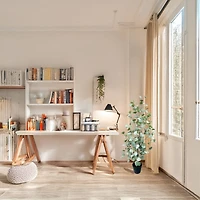 4ft. Potted Seeded Eucalyptus Tree by Ashland®