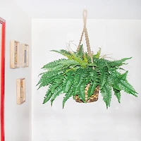 29" Boston Fern in Hanging Basket