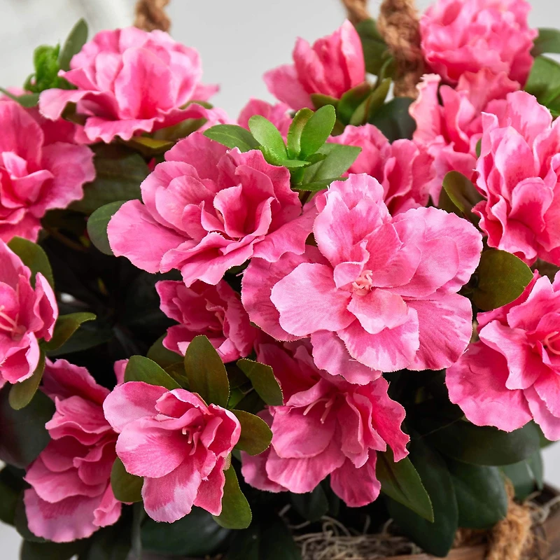 2.5ft. Pink Azalea Flowering Hanging Basket