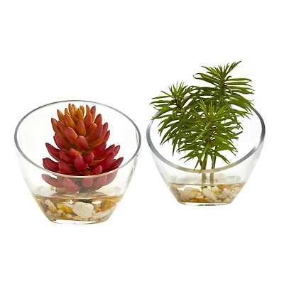 7" Succulent Plants in Slanted Glass Vase Set