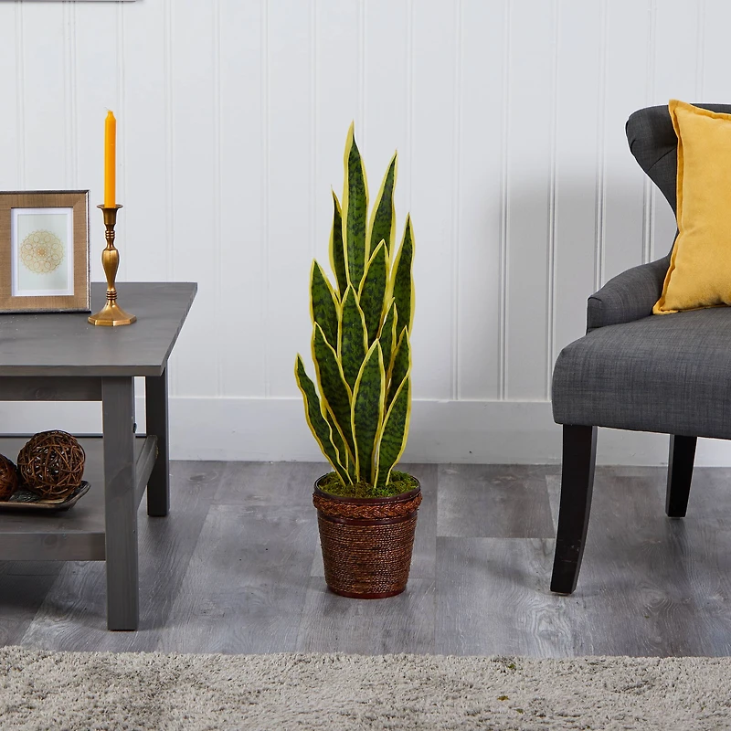 2.5ft. Snake Plant in Decorative Basket Planter