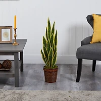2.5ft. Snake Plant in Decorative Basket Planter