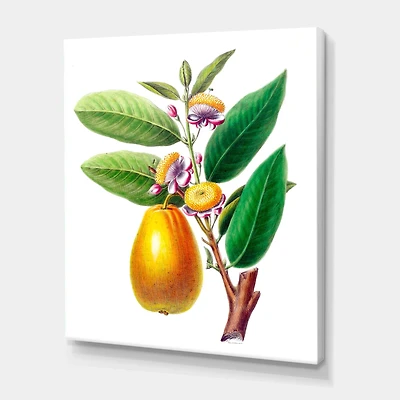 Designart - Vintage Fruits I