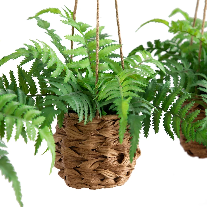 10" UV-Resistant Boston Ferns in Hanging Wicker Baskets, 3ct.